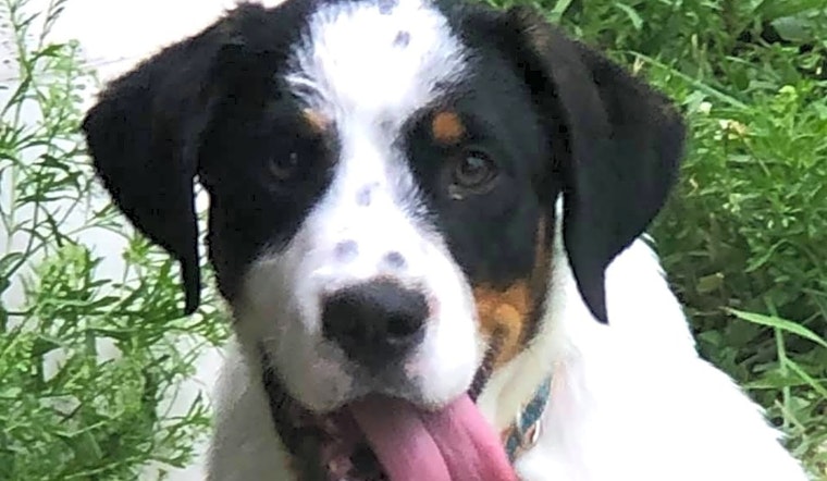 Puppies in Indianapolis looking for their fur-ever homes