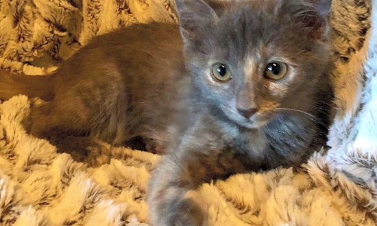 Kittens in Nashville looking for their fur-ever homes