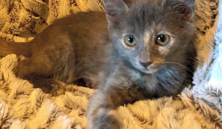 Kittens in Nashville looking for their fur-ever homes