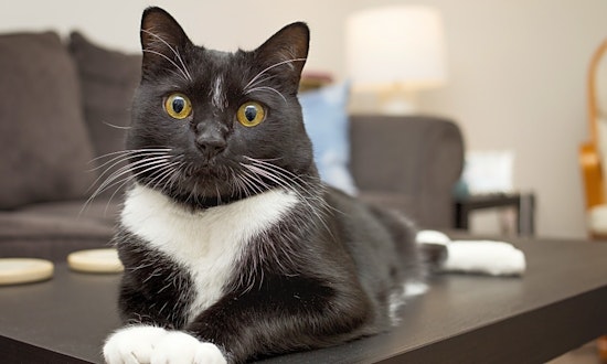 Cats in Milwaukee looking for their fur-ever homes