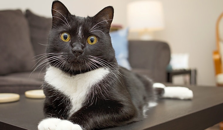 Cats in Milwaukee looking for their fur-ever homes