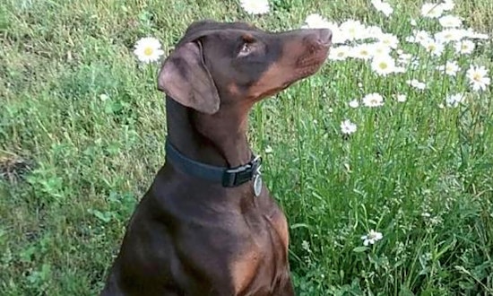 Dogs in Minneapolis looking for their fur-ever homes