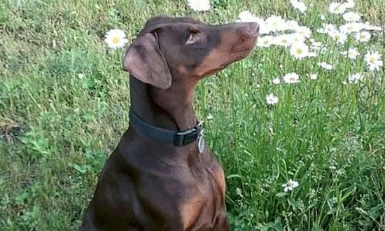 Dogs in Minneapolis looking for their fur-ever homes