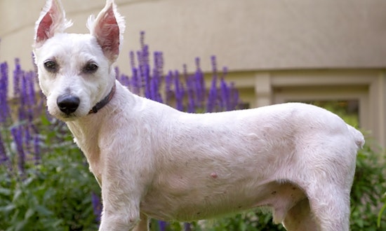 Dogs in Chicago looking for their fur-ever homes