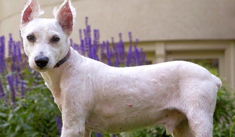 Dogs in Chicago looking for their fur-ever homes