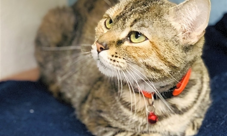Cats in Fresno looking for their fur-ever homes