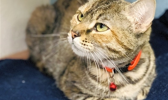 Cats in Fresno looking for their fur-ever homes