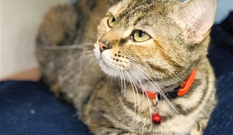 Cats in Fresno looking for their fur-ever homes