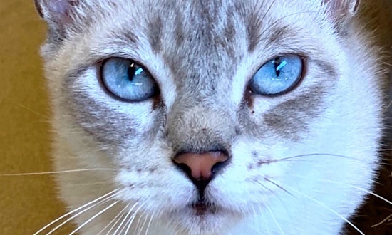 Cats in Chula Vista looking for their fur-ever homes