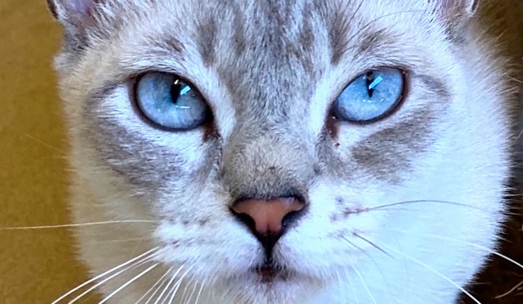 Cats in Chula Vista looking for their fur-ever homes