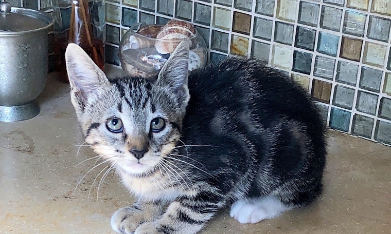 Kittens in Anaheim looking for their fur-ever homes