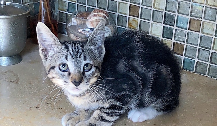 Kittens in Anaheim looking for their fur-ever homes