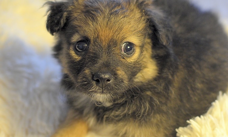 Puppies in Santa Ana looking for their fur-ever homes