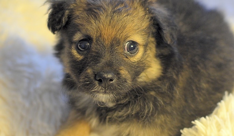 Puppies in Santa Ana looking for their fur-ever homes