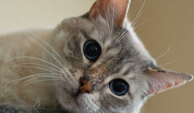 Anybody Missing a Gray Cat?