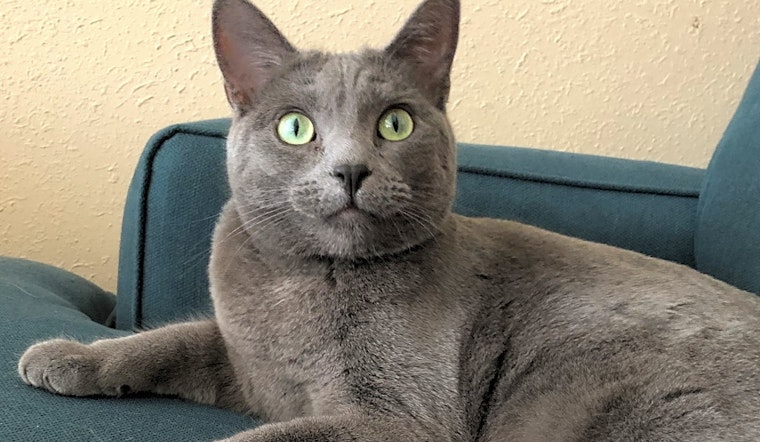 Cats in Albuquerque looking for their fur-ever homes