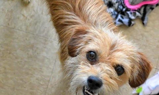 Puppies in Colorado Springs looking for their fur-ever homes