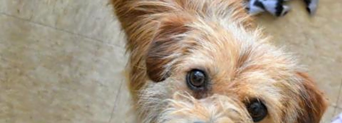 Puppies in Colorado Springs looking for their fur-ever homes