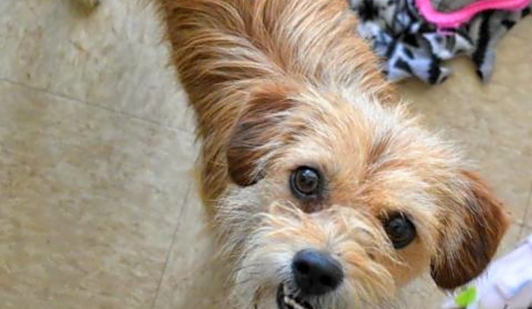Puppies in Colorado Springs looking for their fur-ever homes