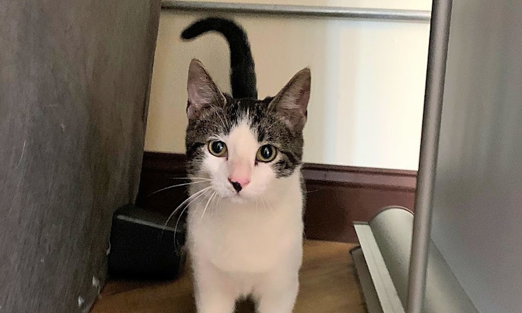 Kittens in Aurora looking for their fur-ever homes