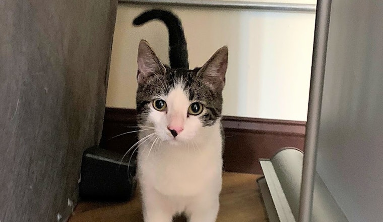 Kittens in Aurora looking for their fur-ever homes