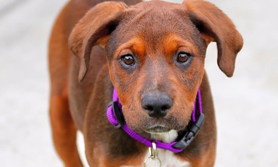 Puppies in Denver looking for their fur-ever homes