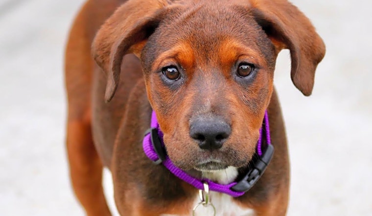 Puppies in Denver looking for their fur-ever homes
