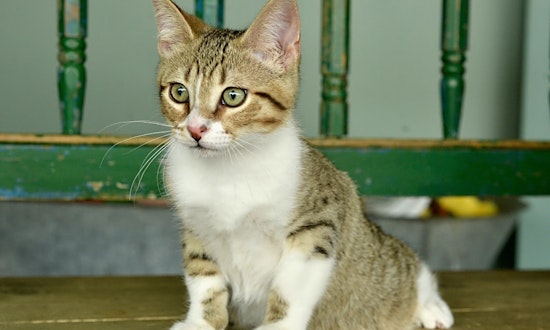 Kittens in San Antonio looking for their fur-ever homes
