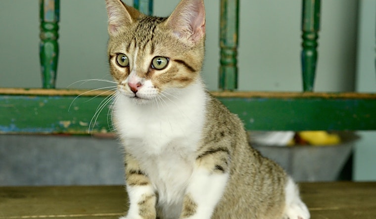 Kittens in San Antonio looking for their fur-ever homes