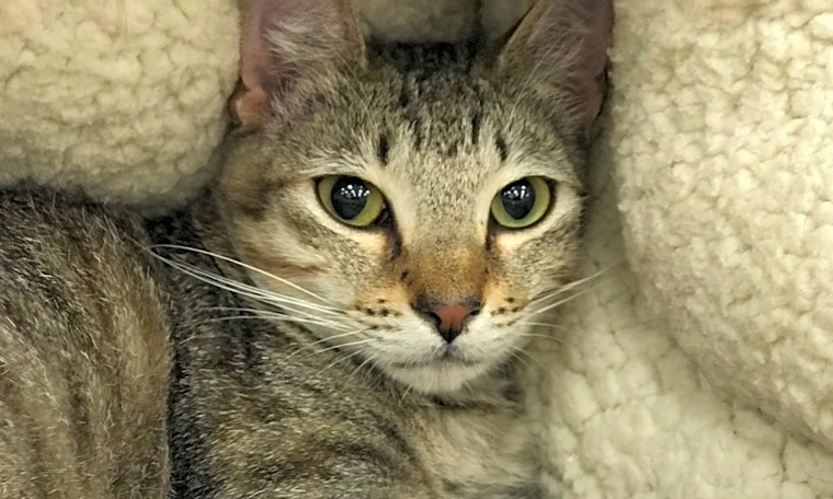 Cats in Austin looking for their fur-ever homes