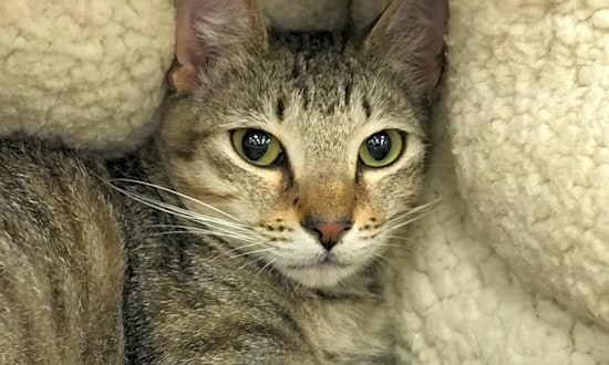 Cats in Austin looking for their fur-ever homes