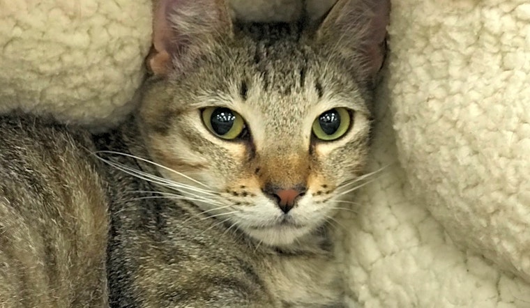 Cats in Austin looking for their fur-ever homes