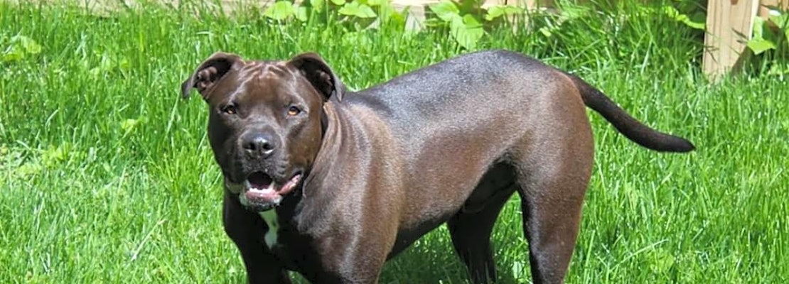 Puppies in Omaha looking for their fur-ever homes