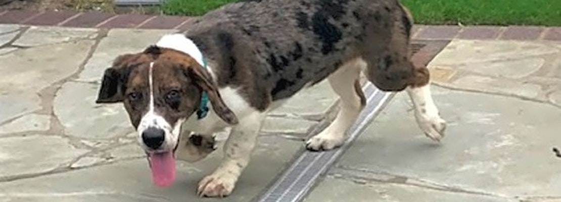 Puppies in Tulsa looking for their fur-ever homes