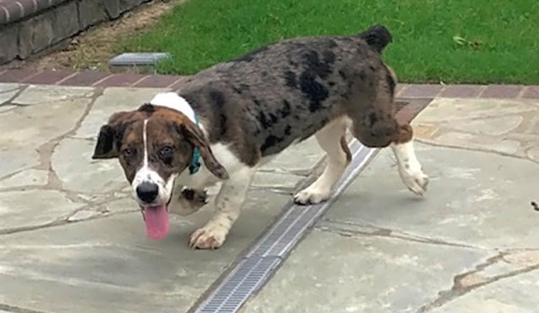 Puppies in Tulsa looking for their fur-ever homes