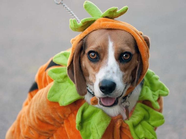 Halloween Party at Animal House Tonight