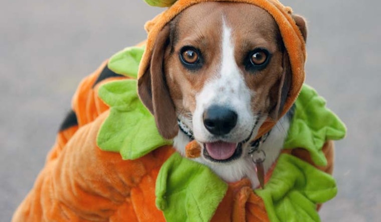Halloween Party at Animal House Tonight