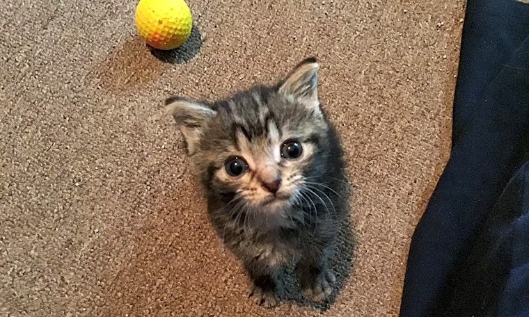 Kittens in Memphis looking for their fur-ever homes