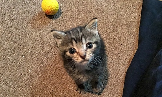 Kittens in Memphis looking for their fur-ever homes