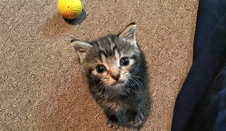 Kittens in Memphis looking for their fur-ever homes
