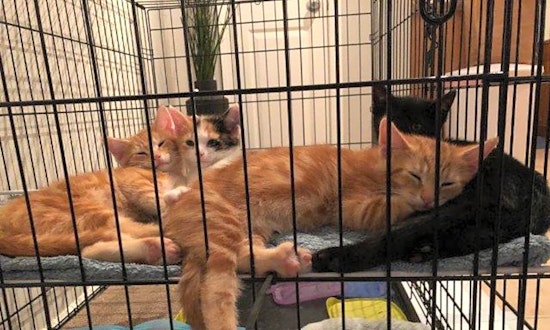 Kittens in St. Louis looking for their fur-ever homes