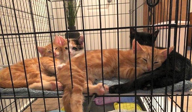 Kittens in St. Louis looking for their fur-ever homes