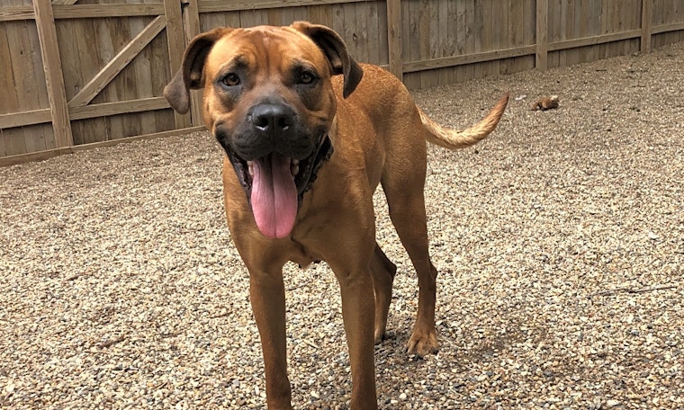 Dogs in Kansas City looking for their fur-ever homes