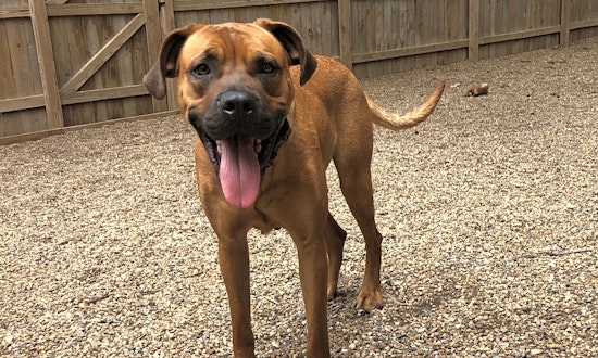 Dogs in Kansas City looking for their fur-ever homes