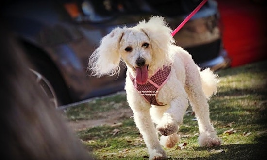 Dogs in Phoenix looking for their fur-ever homes