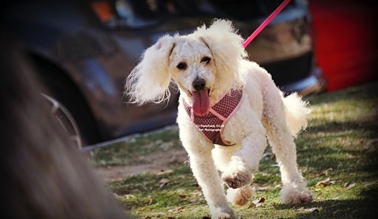 Dogs in Phoenix looking for their fur-ever homes