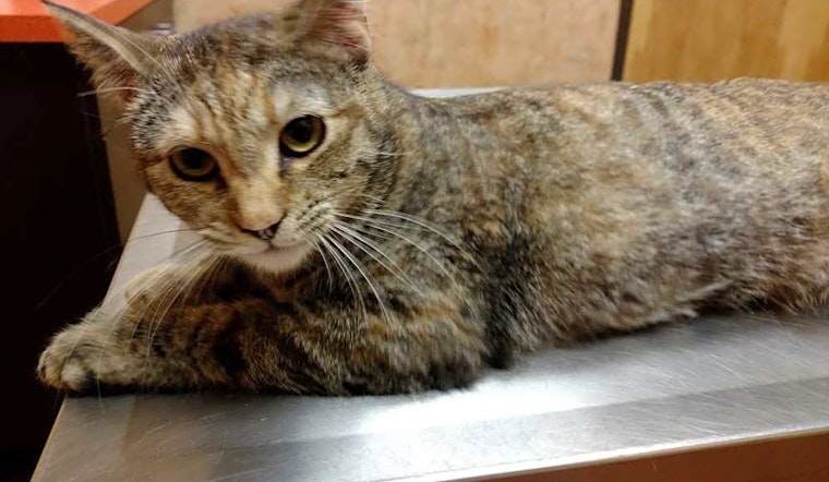 Cats in Tucson looking for their fur-ever homes