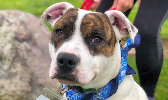 Dogs in San Diego looking for their fur-ever homes