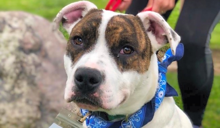 Dogs in San Diego looking for their fur-ever homes