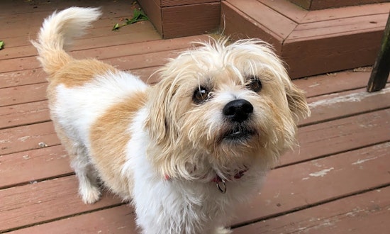 Dogs in Portland looking for their fur-ever homes